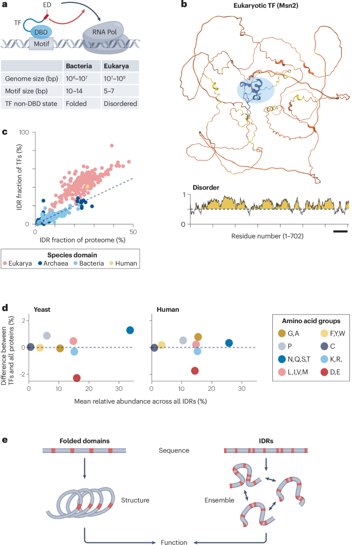 Intrinsically disordered regions as facilitators of the transcription ...