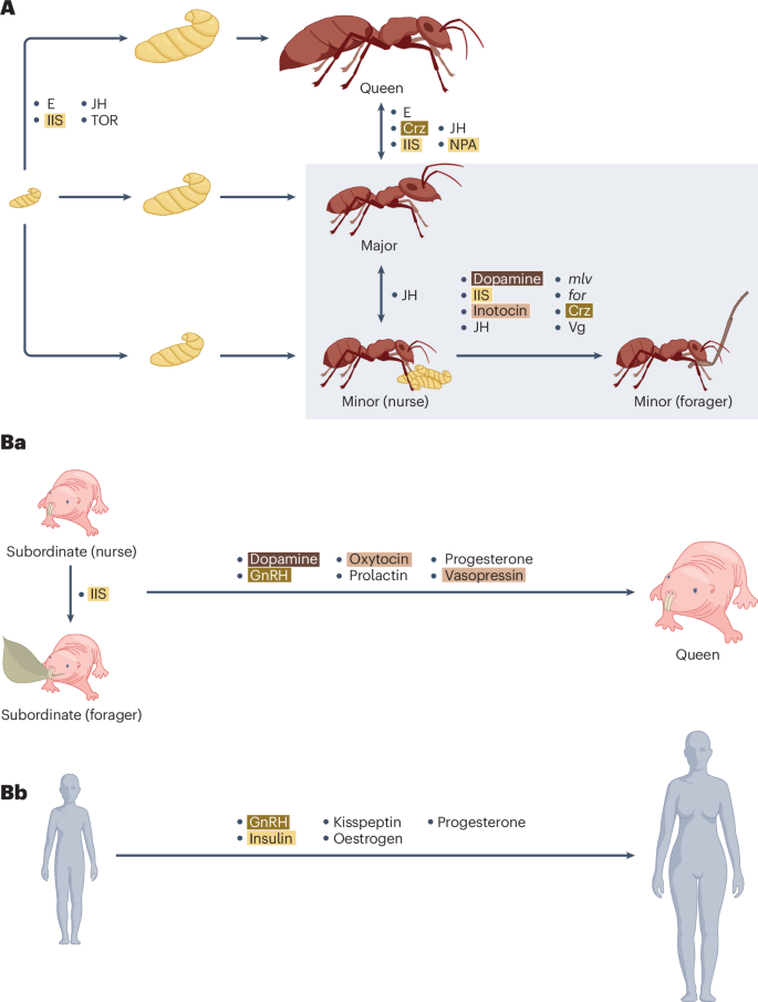 Convergent evolution of a conserved molecular network underlies ...