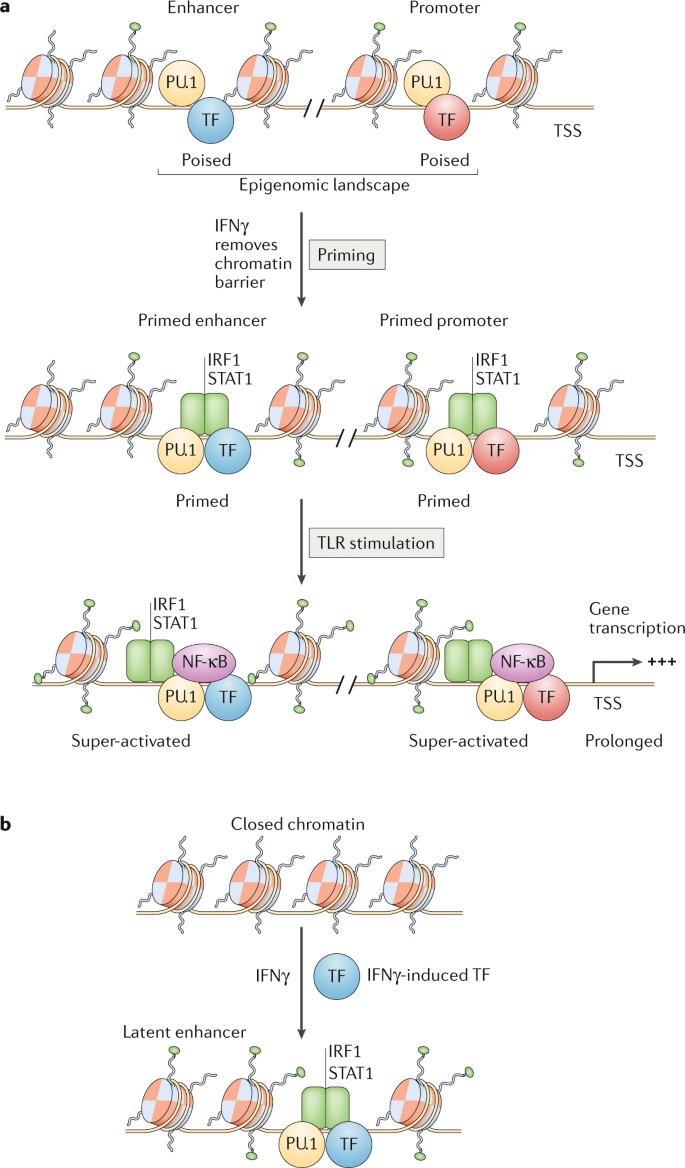 Fc gamma receptor IIa suppresses type I and III interferon production by  human myeloid immune cells - Newling - 2018 - European Journal of  Immunology - Wiley Online Library