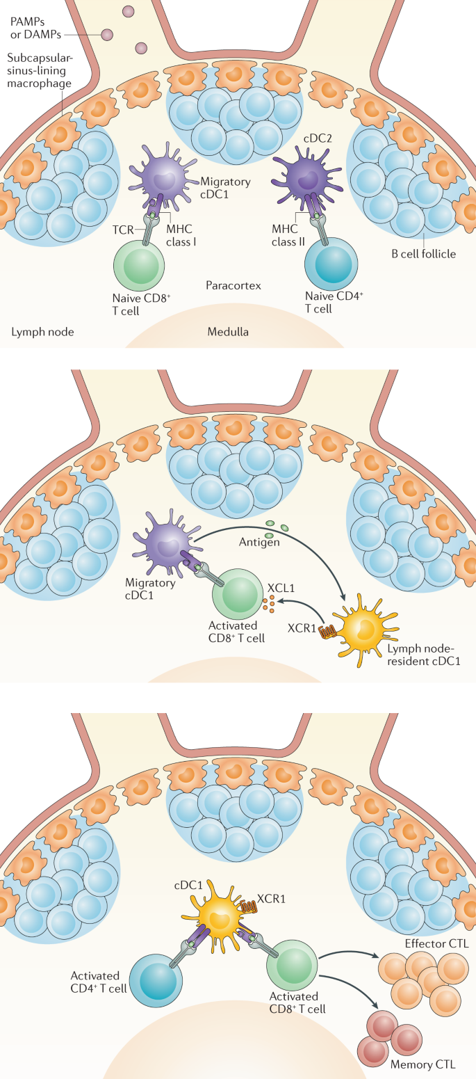 CD4 + T cell help in cancer immunology and immunotherapy | Nature ...