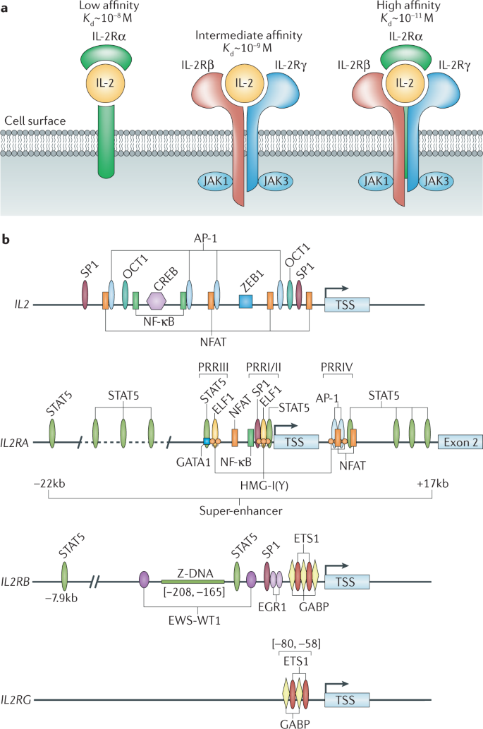 Interaction of IL-38 and DSTN in HEK293T cells. Association of IL-38