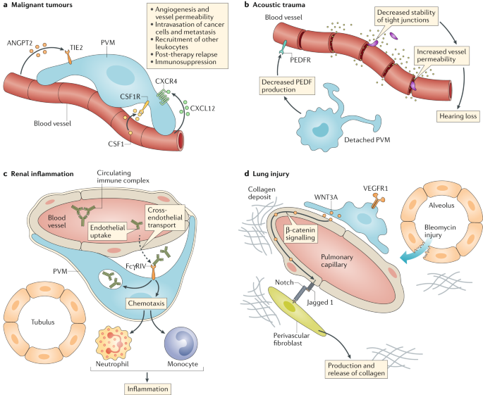 Perivascular Macrophages In Health And Disease Nature Reviews Immunology