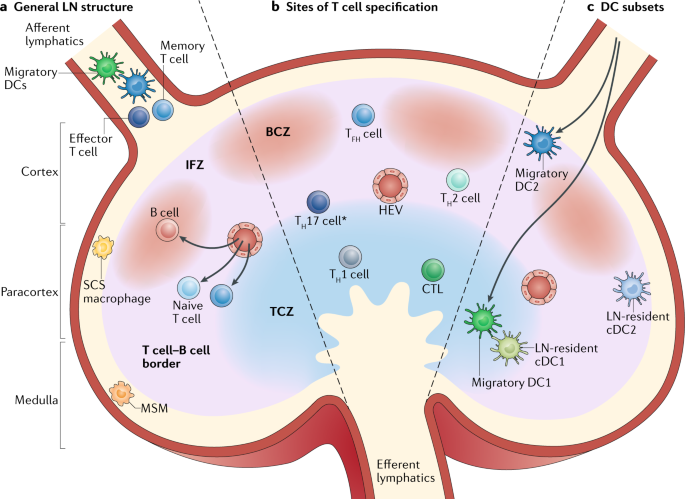 Dendritic Cell Subsets In T Cell Programming Location Dictates Function Nature Reviews Immunology Dendritic Cell Subsets In T Cell Programming Location Dictates Function Nature Reviews Immunology