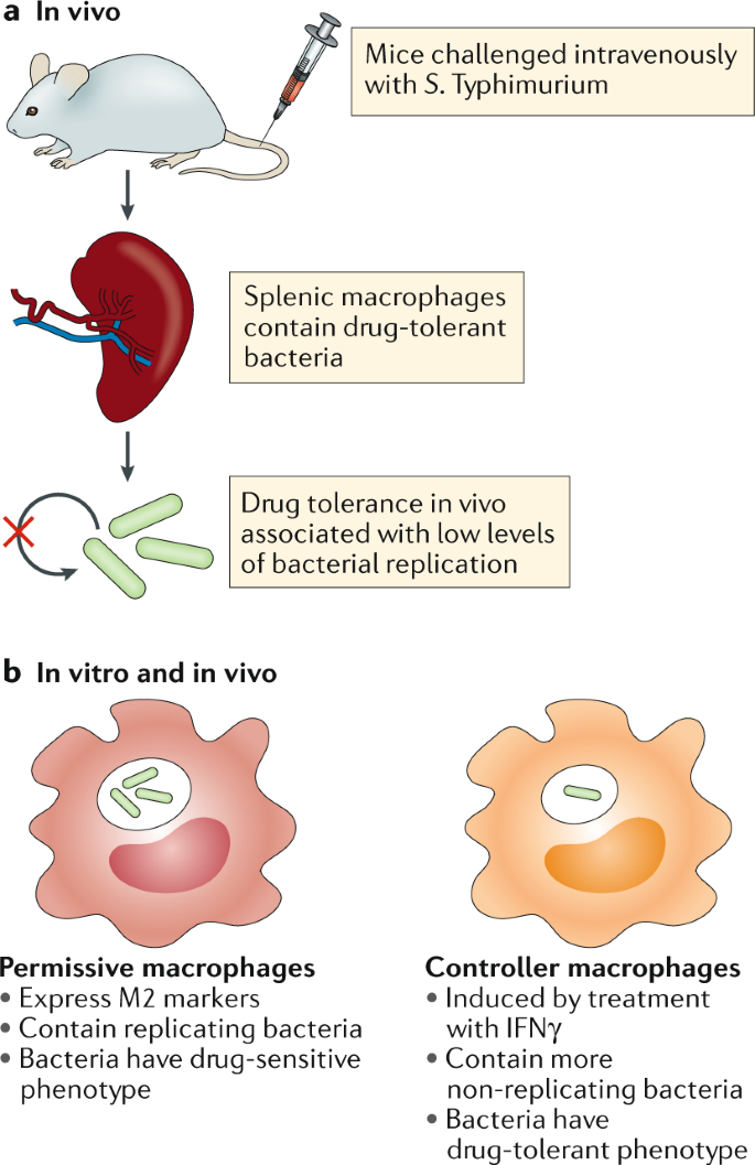 Immunometabolism At The Interface Between Macrophages And Pathogens Nature Reviews Immunology