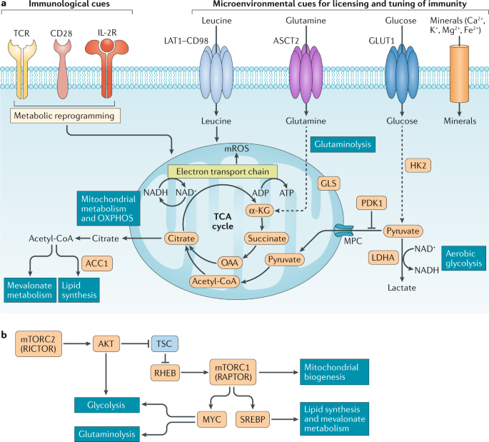 Metabolic Coordination Of T Cell Quiescence And Activation Nature Reviews Immunology