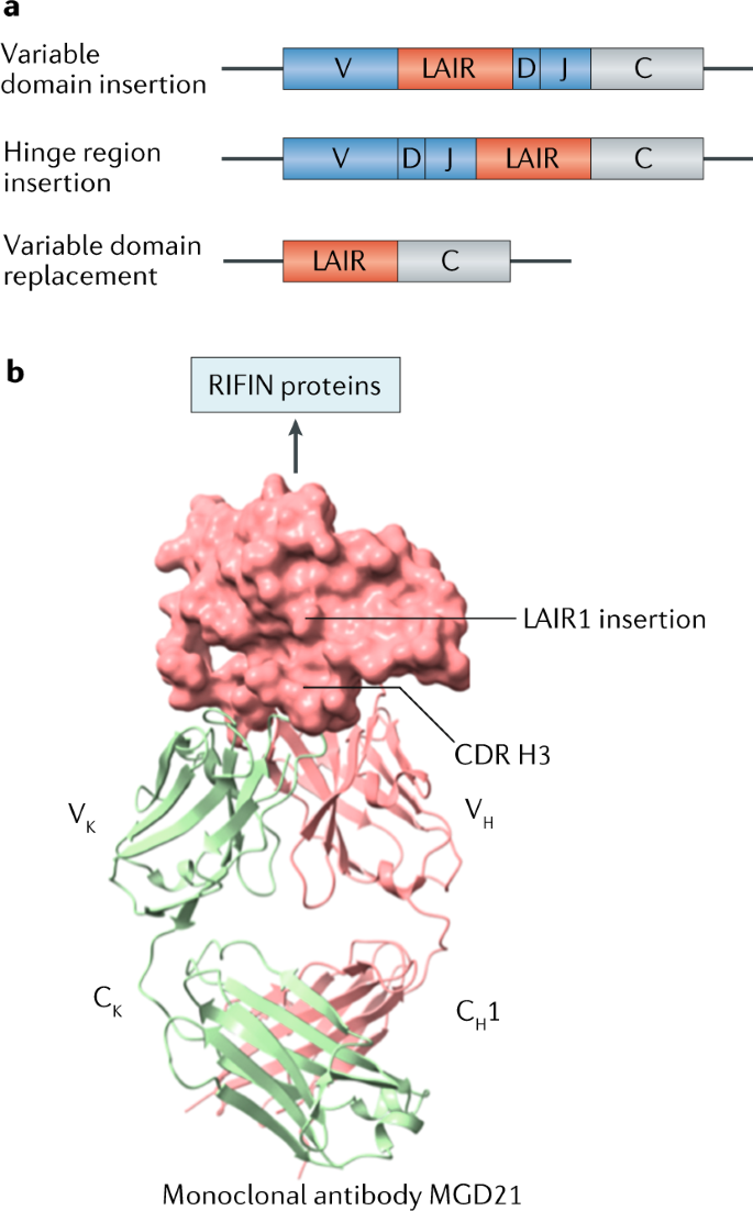 Antibodies Against Plasmodium Falciparum Malaria At The Molecular Level Nature Reviews Immunology