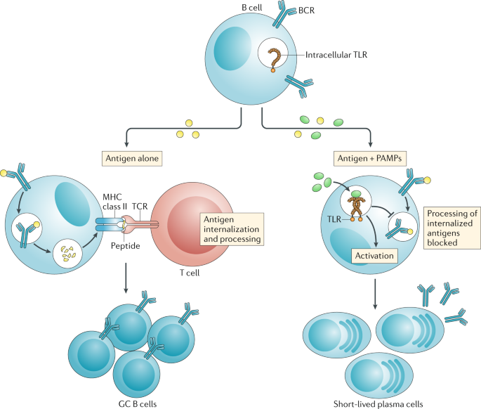 B cell memory: building two walls of protection against pathogens | Nature  Reviews Immunology