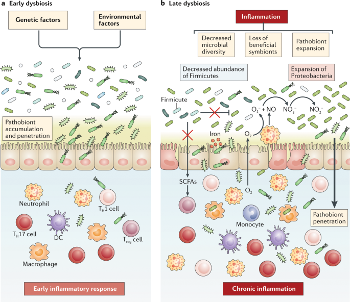 dysbiosis ibd