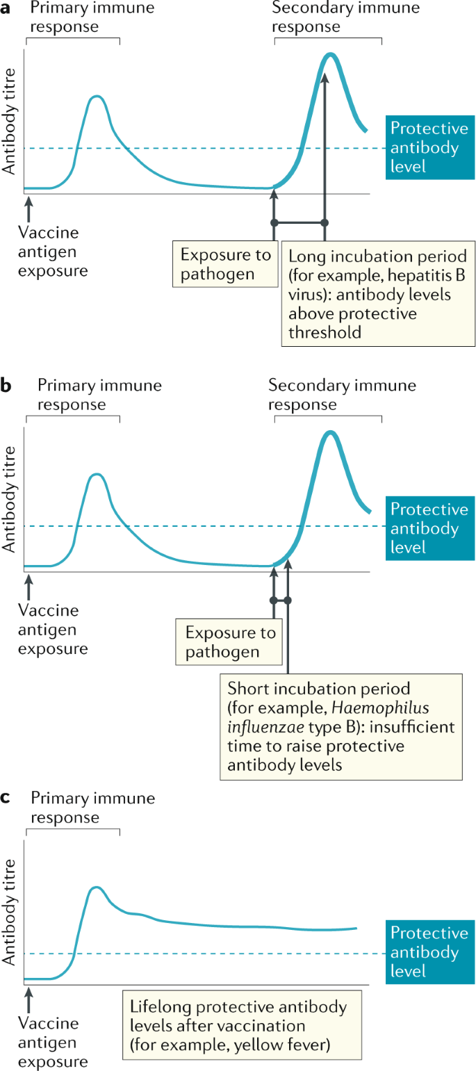 hpv vakcina jb oxiurus imagem