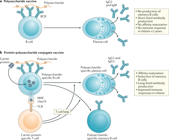A Guide To Vaccinology From Basic Principles To New Developments Nature Reviews Immunology