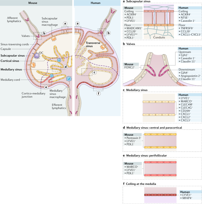 Lymphatic Endothelial Cells Of The Lymph Node Nature Reviews Immunology Lymphatic Endothelial Cells Of The, Egress Window Size Basement Bcg