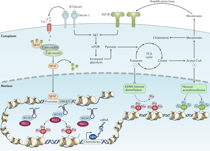 Defining Trained Immunity And Its Role In Health And Disease Nature Reviews Immunology