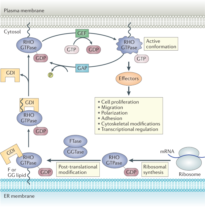 Rho Gtpases From New Partners To Complex Immune Syndromes Nature Reviews Immunology