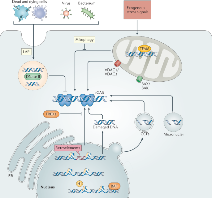 The cGAS–STING pathway as a therapeutic target in inflammatory diseases |  Nature Reviews Immunology