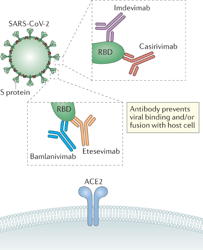 Neutralizing Monoclonal Antibodies For Treatment Of Covid 19 Nature Reviews Immunology