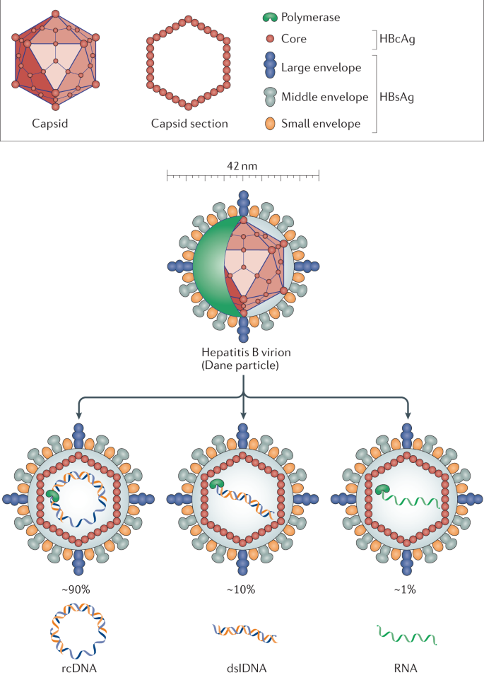 Immunobiology And Pathogenesis Of Hepatitis B Virus Infection Nature Reviews Immunology
