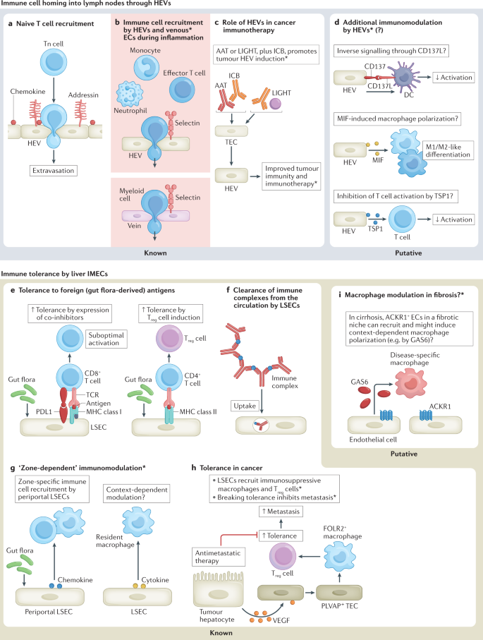 Immunomodulation by endothelial cells — partnering up with the 