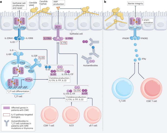 research paper of fungus figure 1