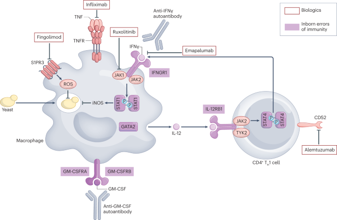research paper of fungus figure 3
