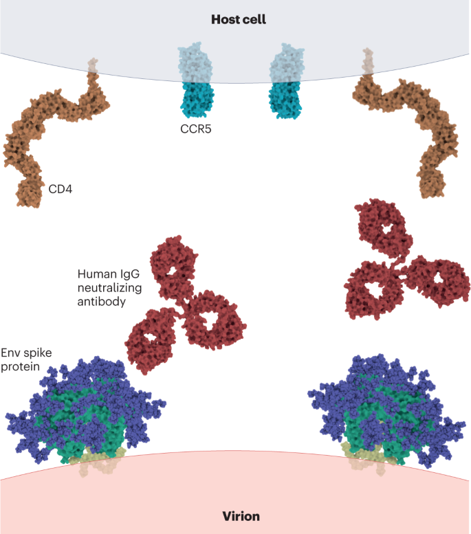Antiviral neutralizing antibodies: from in vitro to in vivo activity |  Nature Reviews Immunology
