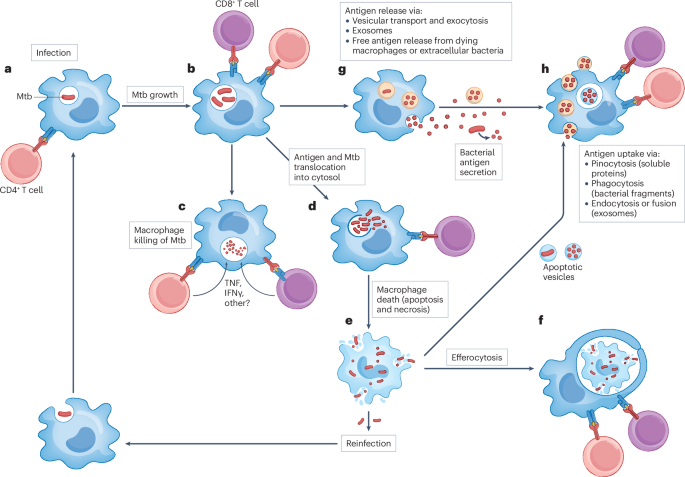 Finding and filling the knowledge gaps in mechanisms of T cell-mediated ...