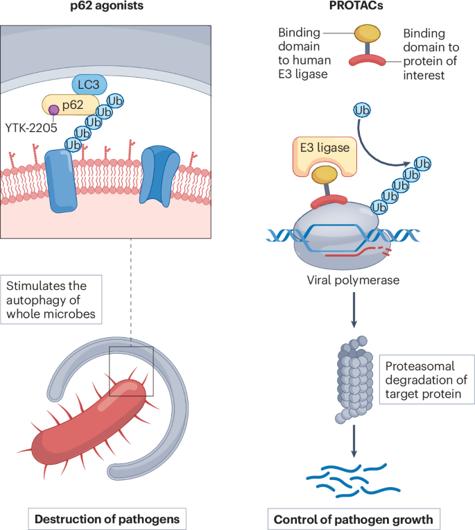Ubiquitination and autophagy in host–pathogen interactions: from immune ...