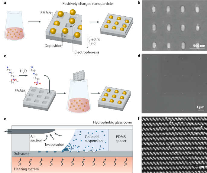 https://media.springernature.com/lw685/springer-static/image/art%3A10.1038%2Fs41578-018-0050-7/MediaObjects/41578_2018_50_Fig4_HTML.png