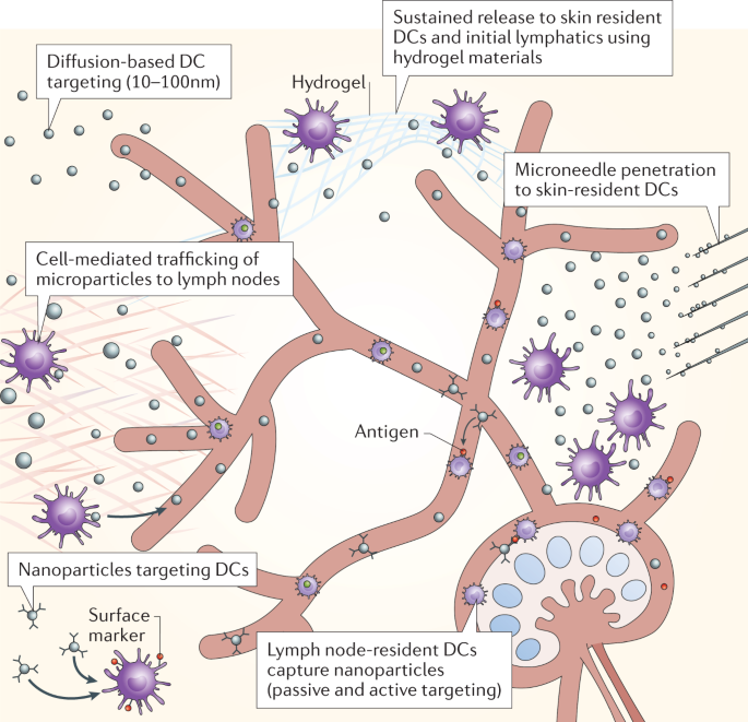 Material design for lymph node drug delivery