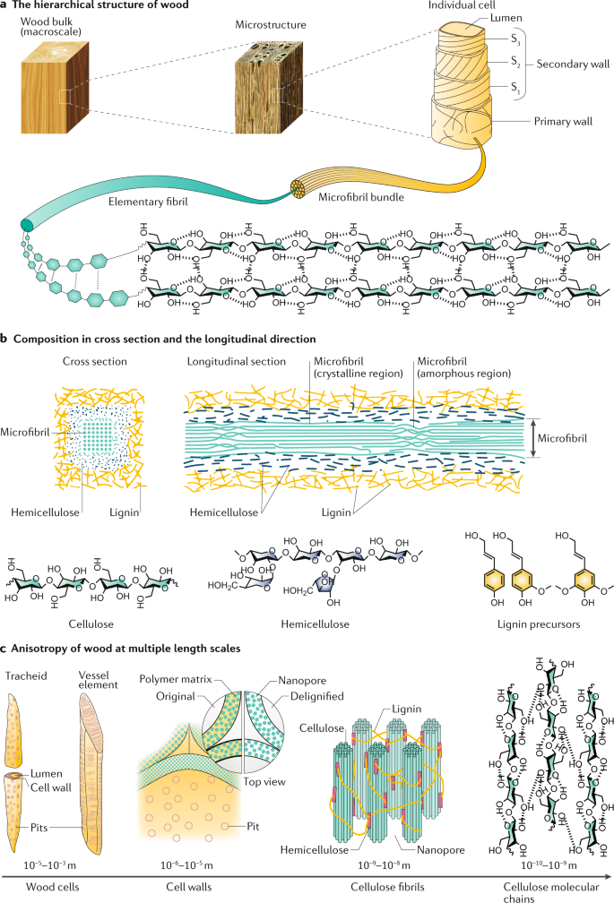 Structure–property–function relationships of natural and engineered wood |  Nature Reviews Materials