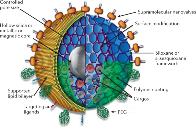 Synthetic Amorphous Silica Nanoparticles Toxicity Biomedical And Environmental Implications Nature Reviews Materials