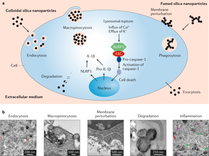 Synthetic Amorphous Silica Nanoparticles Toxicity Biomedical And Environmental Implications Nature Reviews Materials