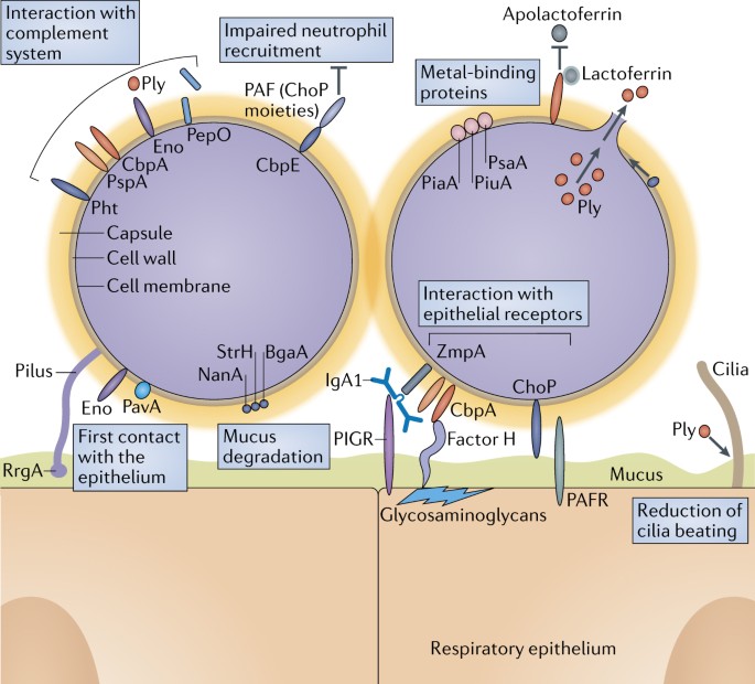 Streptococcus Pneumoniae Transmission Colonization And Invasion Nature Reviews Microbiology Streptococcus Pneumoniae Transmission Colonization And Invasion Nature Reviews Microbiology