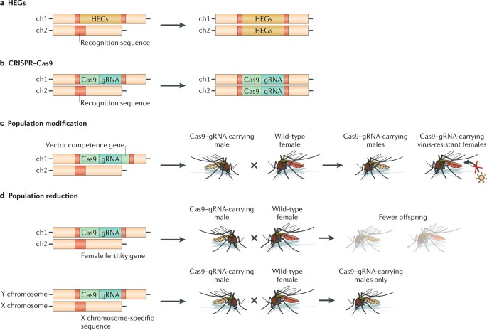 Controlling Vector Borne Diseases By Releasing Modified Mosquitoes Nature Reviews Microbiology