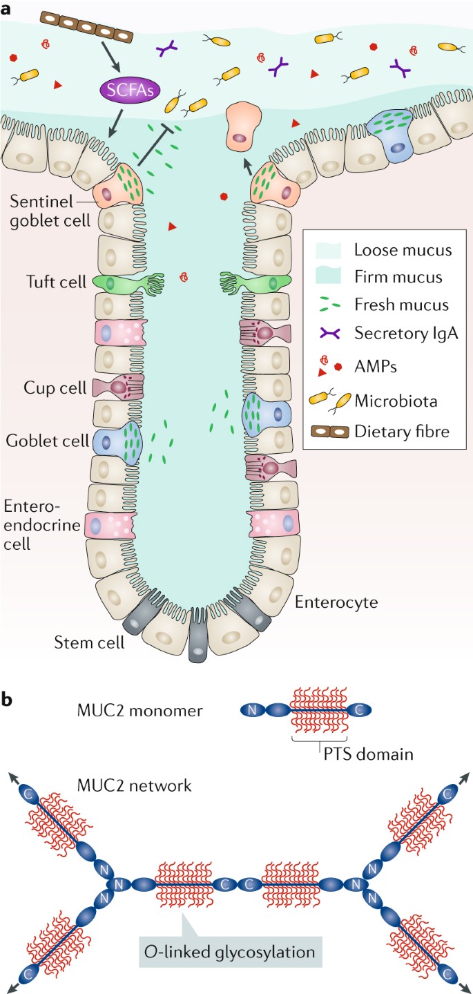 interactions of commensal and pathogenic microorganisms with the intestinal mucosal barrier nature reviews microbiology