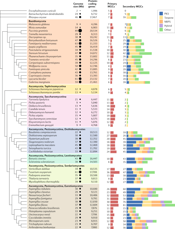 Plant biosynthetic gene clusters in the context of metabolic