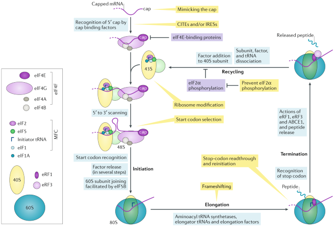 Viral Rna Structure Based Strategies To Manipulate Translation Nature Reviews Microbiology