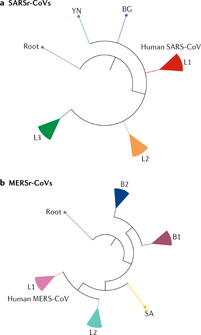 Origin And Evolution Of Pathogenic Coronaviruses Nature Reviews Microbiology