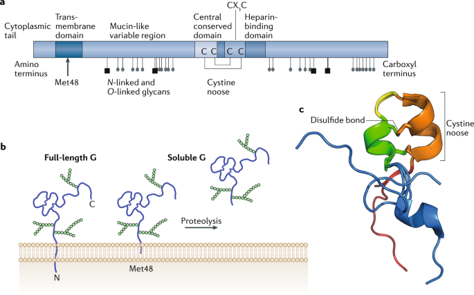 Respiratory Syncytial Virus Entry And How To Block It Nature Reviews Microbiology