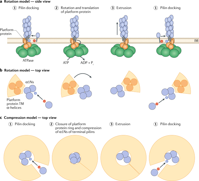 Type IV pili: dynamics, biophysics and functional consequences | Nature  Reviews Microbiology