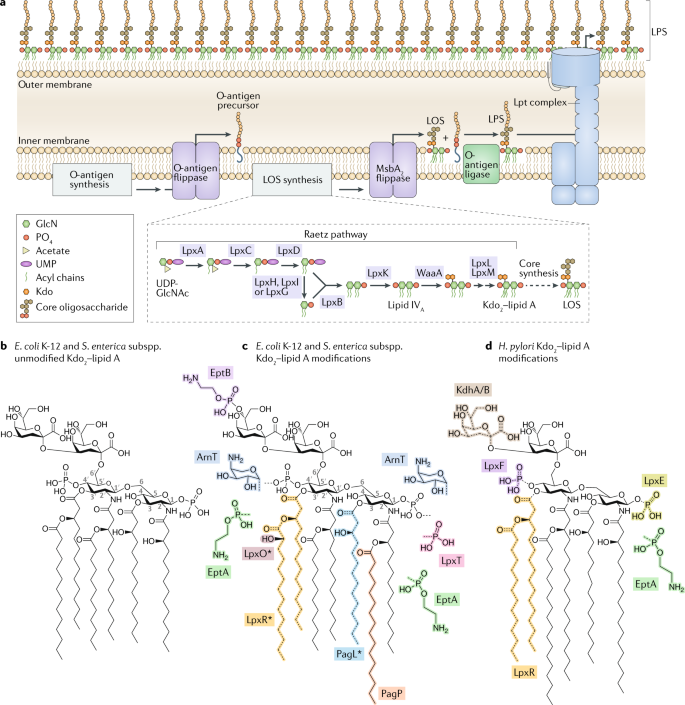 Pushing the envelope: LPS modifications and their consequences | Nature  Reviews Microbiology