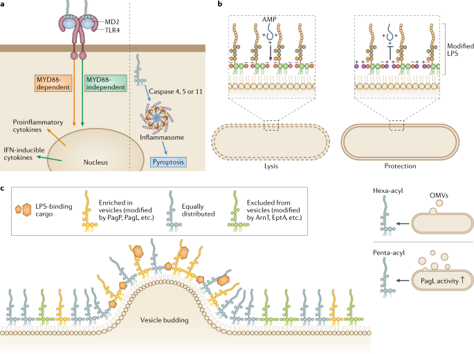 Pushing the envelope: LPS modifications and their consequences | Nature  Reviews Microbiology