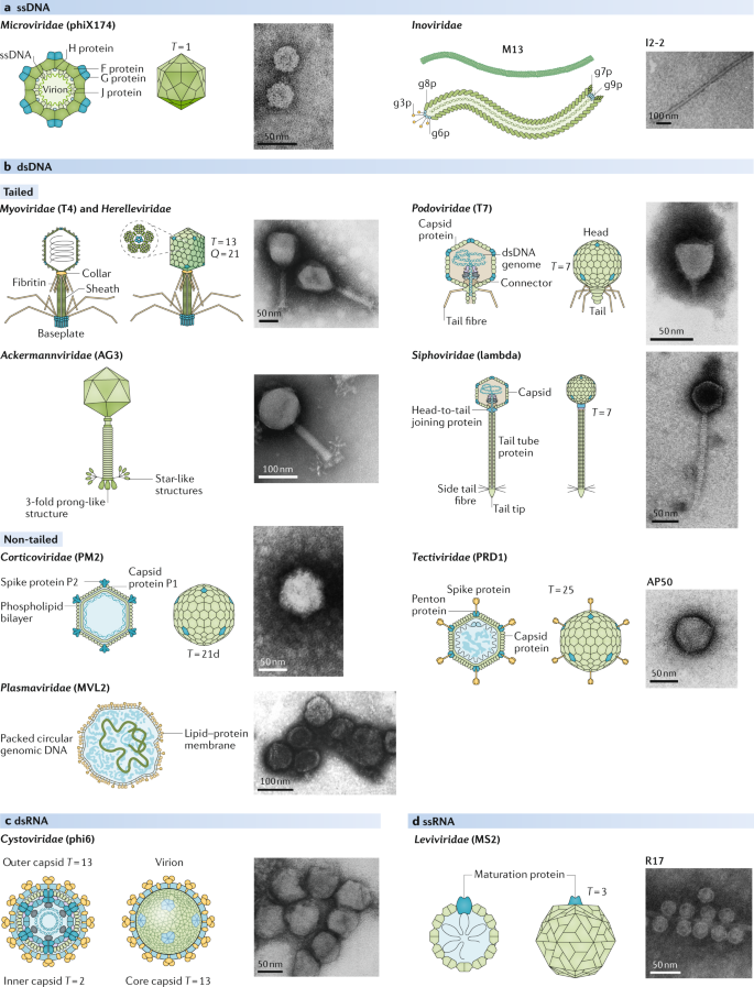 Phage Diversity Genomics And Phylogeny Nature Reviews Microbiology
