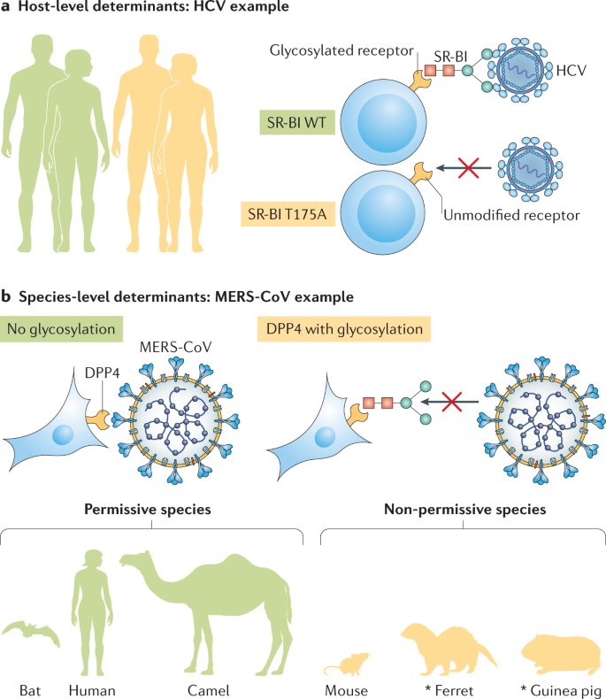 Viral and host heterogeneity and their effects on the viral life cycle | Nature Reviews Microbiology Viral and host heterogeneity and their effects on the viral life cycle | Nature Reviews Microbiology