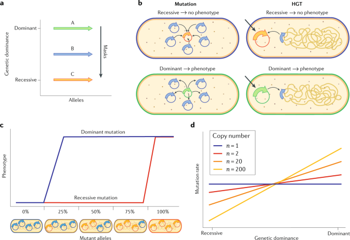 Beyond Horizontal Gene Transfer The Role Of Plasmids In Bacterial Evolution Nature Reviews Microbiology