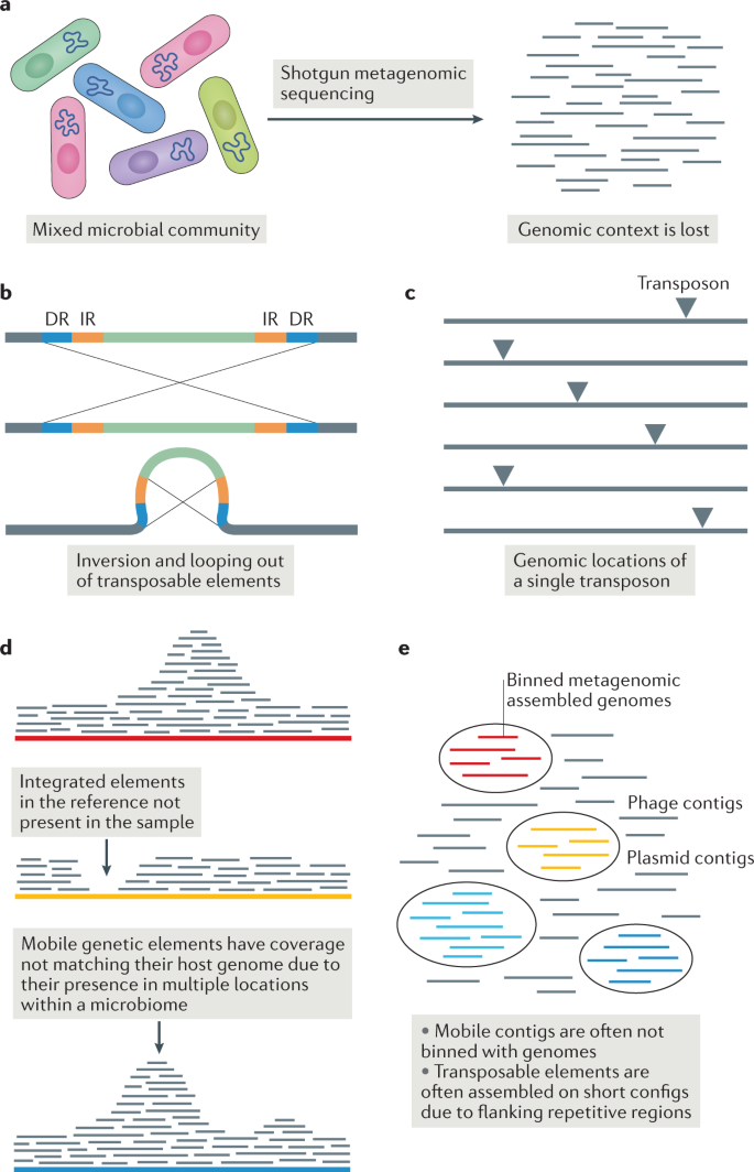 Examining Horizontal Gene Transfer In Microbial Munities Nature Reviews Microbiology