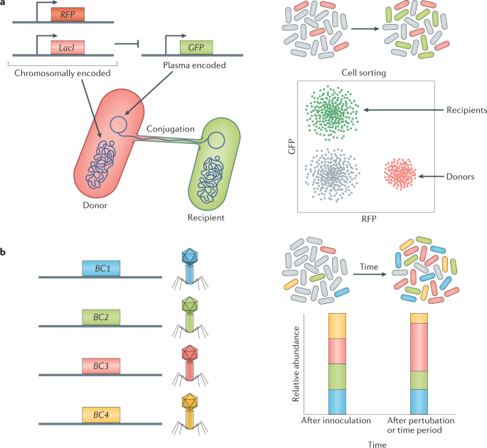 Examining Horizontal Gene Transfer In Microbial Munities Nature Reviews Microbiology