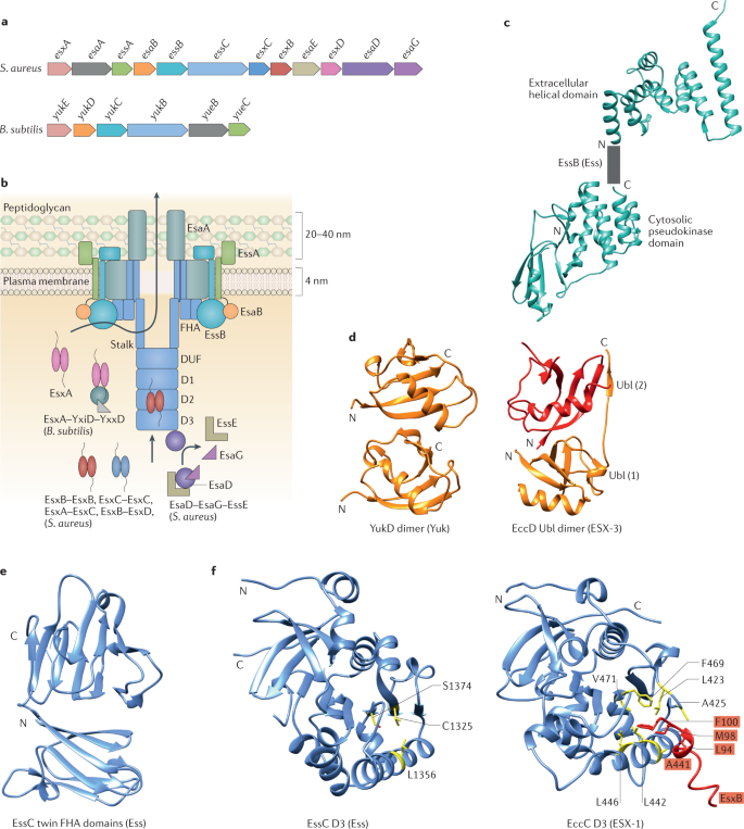 Type Vii Secretion Systems Structure Functions And Transport Models Nature Reviews Microbiology