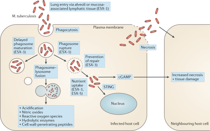 Type Vii Secretion Systems Structure Functions And Transport Models Nature Reviews Microbiology