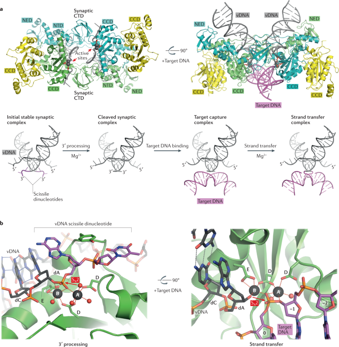 Structure And Function Of Retroviral Integrase Nature Reviews Microbiology