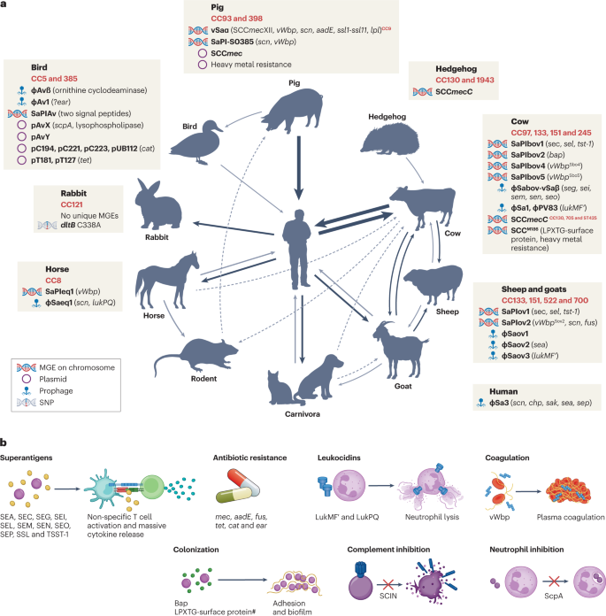 Frontiers  Selective Host Cell Death by Staphylococcus aureus: A Strategy  for Bacterial Persistence